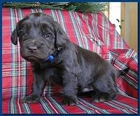 Bailey Rocco puppies 3 weeks old 041