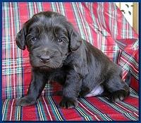 Bailey Rocco puppies 3 weeks old 043