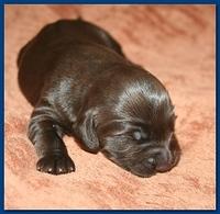 Bailey Rocco pups 11-22-10 130