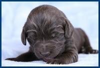 Bailey Rocco pups 11-27-10 131
