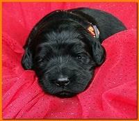 Bailey Rocco puppies 2 weeks old 015