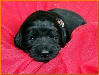 Bailey Rocco puppies 2 weeks old 017