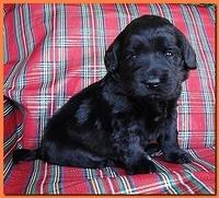 Bailey Rocco puppies 3 weeks old 038