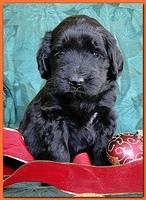 Bailey Rocco puppies 4 weeks old 023