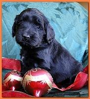 Bailey Rocco puppies 4 weeks old 024