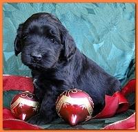 Bailey Rocco puppies 4 weeks old 027