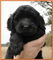 Bailey Rocco puppies 6 weeks old 030