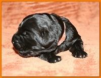 Bailey Rocco pups 11-22-10 149