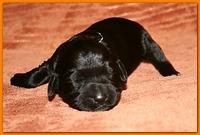 Bailey Rocco pups 11-22-10 150