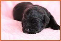 Bailey Rocco pups 11-27-10 078