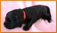 Bailey Rocco pups 11-27-10 083
