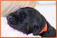 Bailey Rocco pups 11-27-10 210