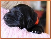 Bailey Rocco pups 11-27-10 216