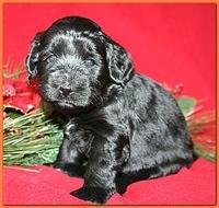 Bailey Rocco pups 4 weeks old 286