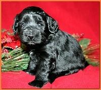 Bailey Rocco pups 4 weeks old 287