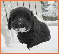 Dancer Bailey puppies 7 weeks snow 021