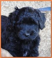 Dancer Ripley puppies 6 weeks old 067