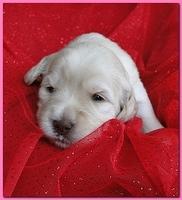 Bailey Rocco puppies 2 weeks old 022