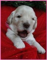 Bailey Rocco puppies 2 weeks old 025