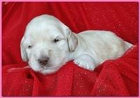 Bailey Rocco puppies 2 weeks old 028