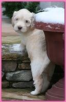 Bailey Rocco puppies 5 weeks old  204