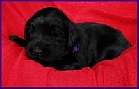 Bailey Rocco puppies 2 weeks old 030