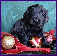 Bailey Rocco puppies 4 weeks old 050