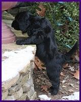 Bailey Rocco puppies 5 weeks old purple 202