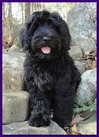 Sarah Bailey Rocco 13 weeks old 001