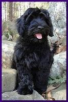 Sarah Bailey Rocco 13 weeks old 005