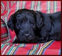 Bailey Rocco puppies 3 weeks old 055