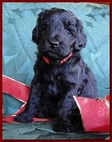 Bailey Rocco puppies 4 weeks old 029
