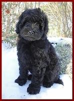 Bailey Rocco puppies 8 weeks old 005