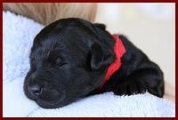 Bailey Rocco pups 11-27-10 221