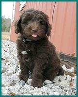 Bailey Rocco 7 weeks old 027