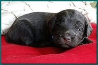 Bailey Rocco puppies 2 weeks old 001
