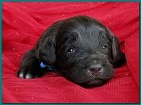 Bailey Rocco puppies 2 weeks old 002