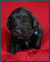 Bailey Rocco puppies 2 weeks old 011
