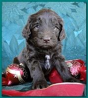 Bailey Rocco puppies 4 weeks old 040