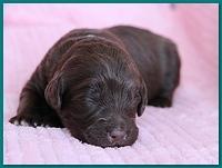 Bailey Rocco pups 11-27-10 064