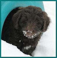 Dancer Bailey puppies 7 weeks snow 018