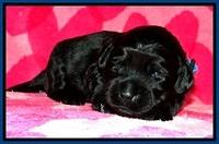 BG pups 2 wks old 10