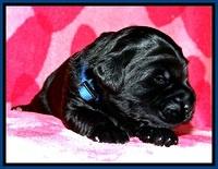 BG pups 2 wks old 11