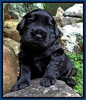 BG pups 3 wks old 32