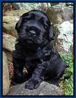 BG pups 3 wks old 33