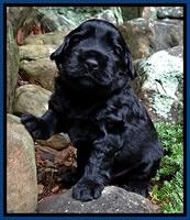 BG pups 3 wks old 34