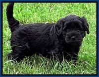 BG pups 5 wks old 55