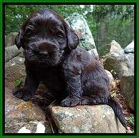 BG pups 3 wks old 26