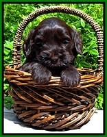 BG pups 4 wks old 6