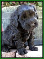 BG pups 5 wks old 13